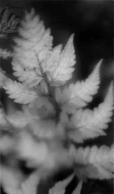 one of my photographs